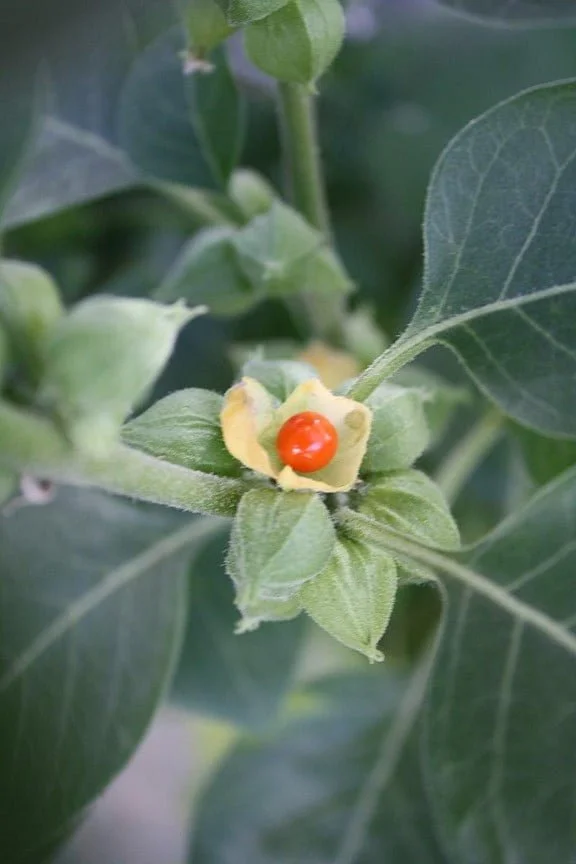 Ashwagandha