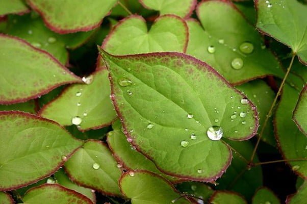 Epimedium Leaf Extract