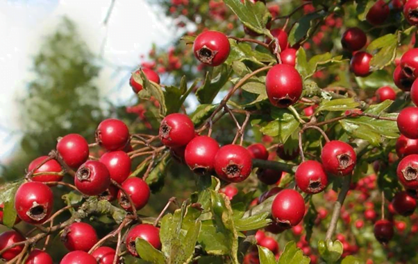 Hawthorn Berry