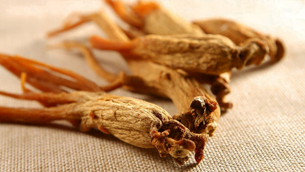 bitter Ginseng