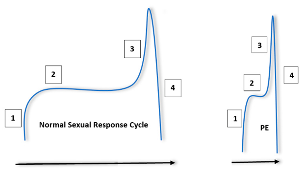 normal vs premature ejaculation sexual response cycle