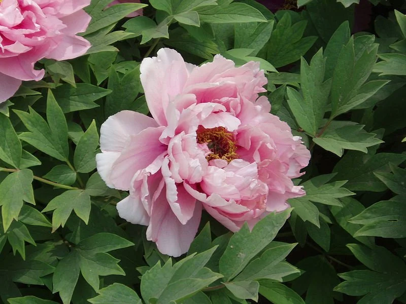 peony plant