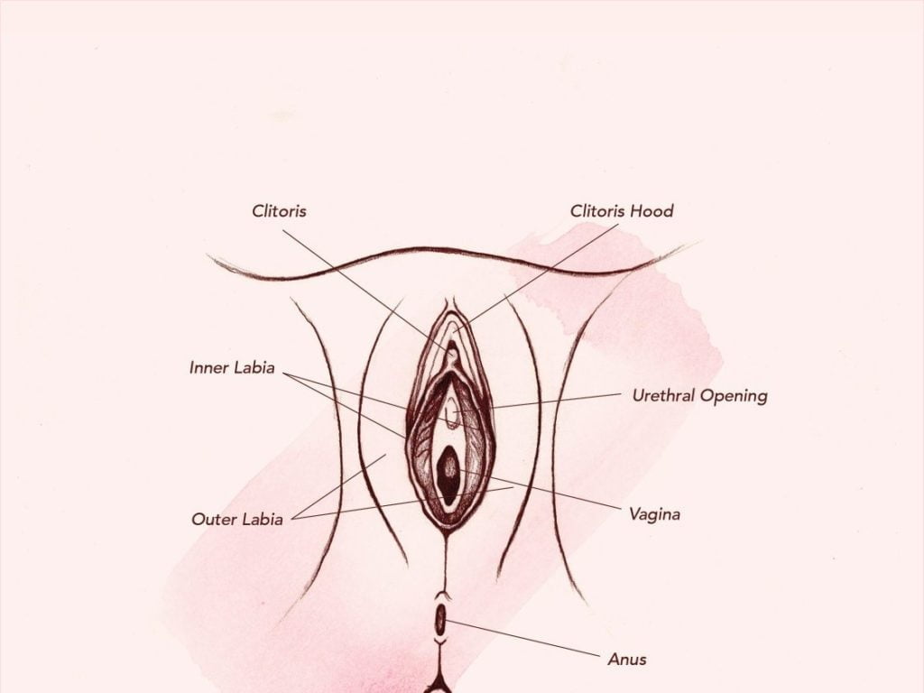 vulva and clitoris position