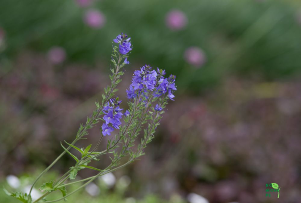 Asteracantha Longifolia