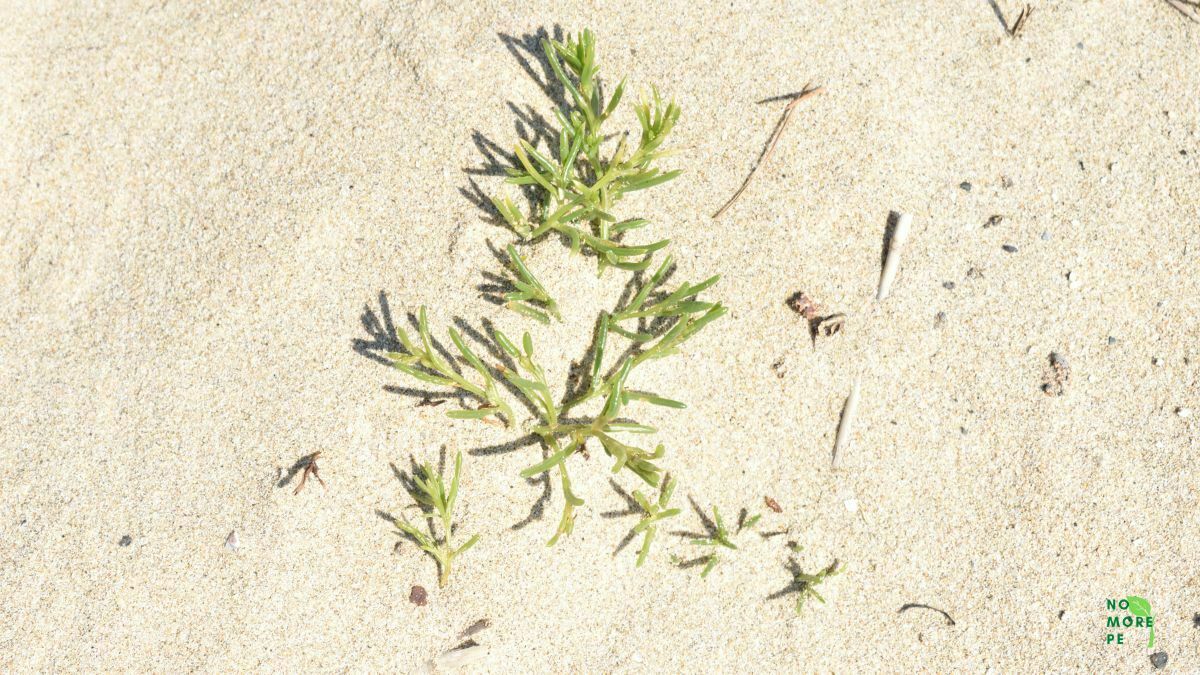 sea moss on sand