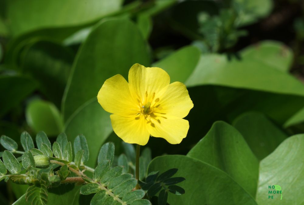 Tribulus Terrestris