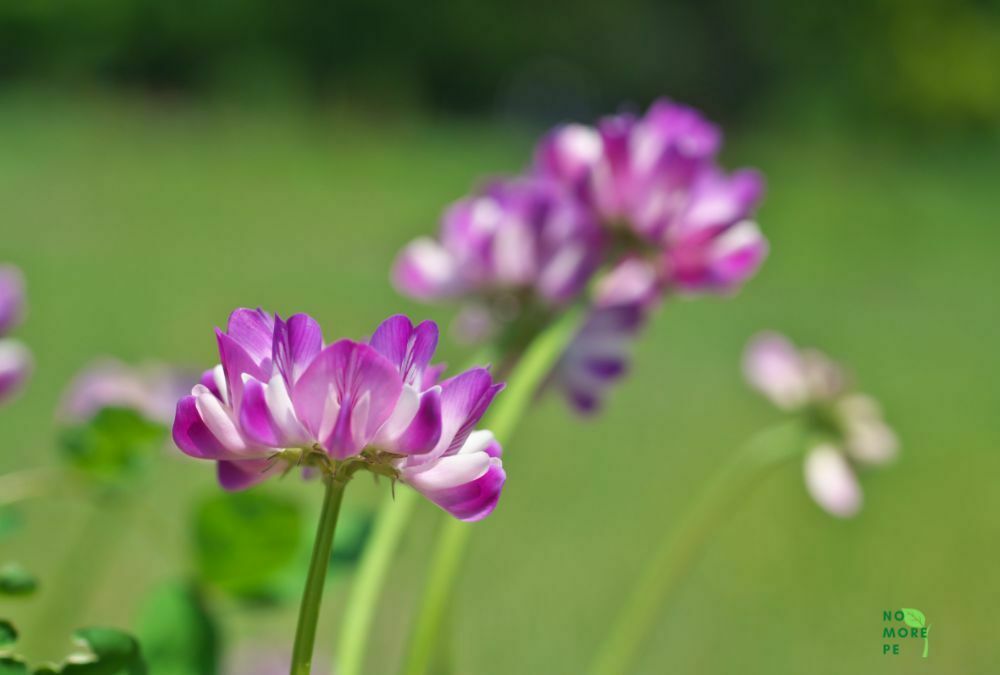 astragalus sinicus