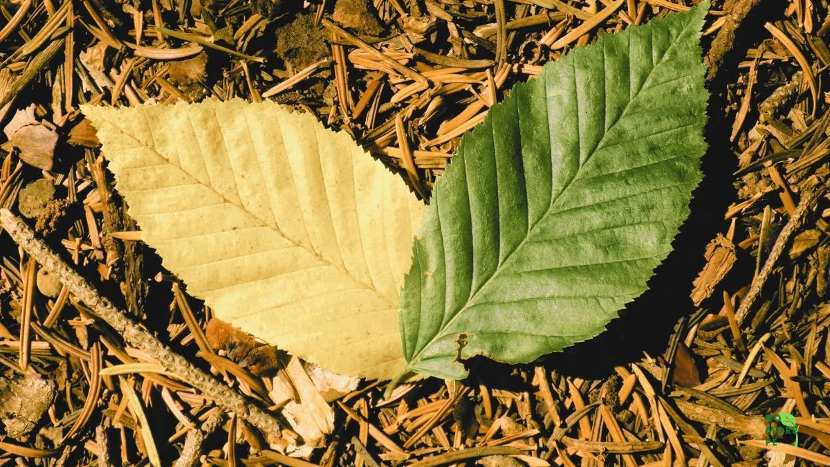 two leaves